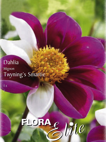 Mignon-Dahlie 'Twynings Smartie', Dahlia (Art.Nr. 520578)