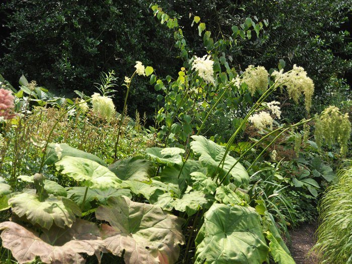 Astilboides tabularis (syn. Rodgersia) Tafelblatt, Schaublatt