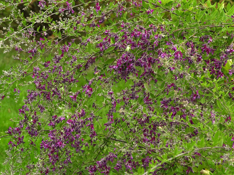 Lespedeza thunbergii, Thunbergs Buschklee