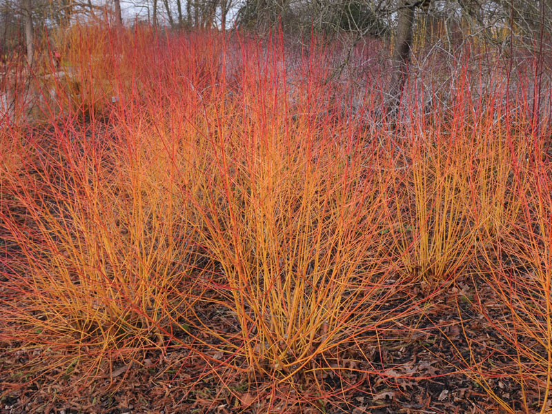 Cornus sanguinea 'Midwinter Fire', Feuer-Hartriegel