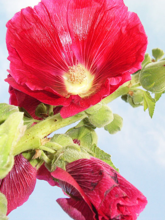 Alcea rosea 'Mars Magic' (M), Stockrose, englische Stockrose, Spotlight-Stockrose