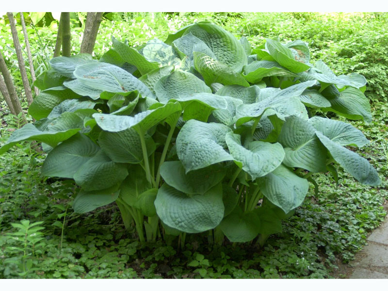 Hosta x cultorum 'Empress Wu', Große Garten-Funkie, Herzblatt-Lilie