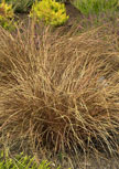 carex-buchananii56d981f2bfc67