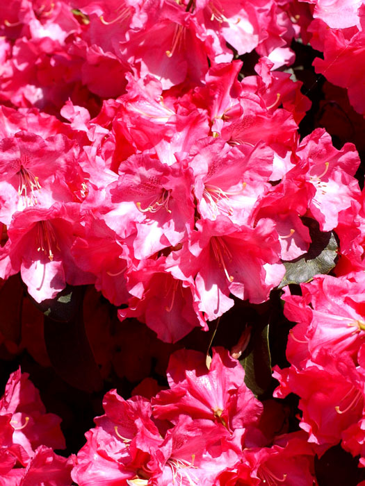 Rhododendron will. 'Gartendirektor Glocker'