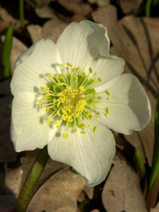 Blüte der Schneerose