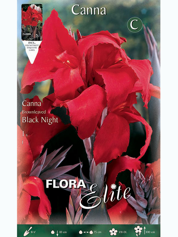 Canna 'Black Night', Canna indica (Art.Nr. 5209900)