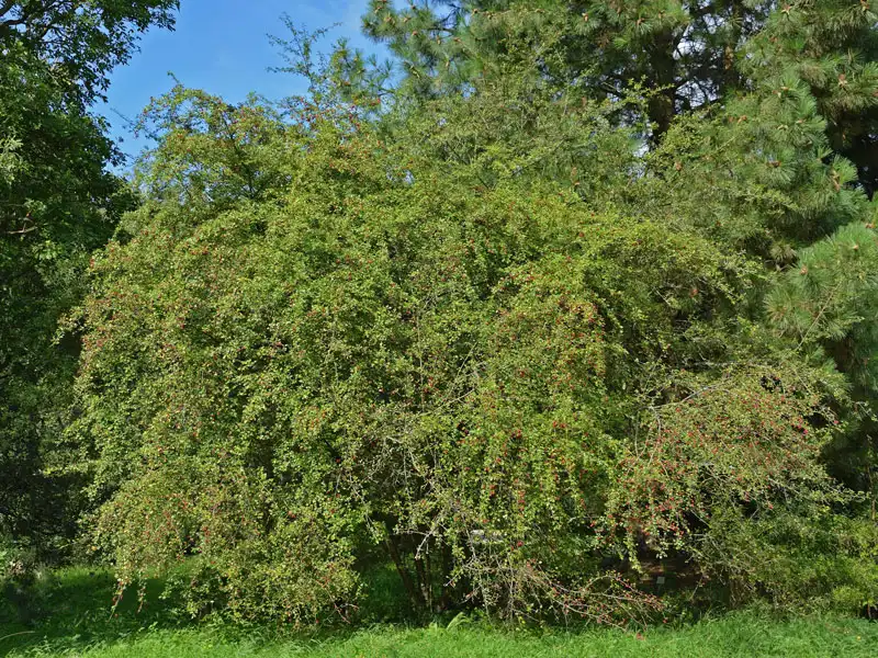 Weissdorn als Grossstrauch