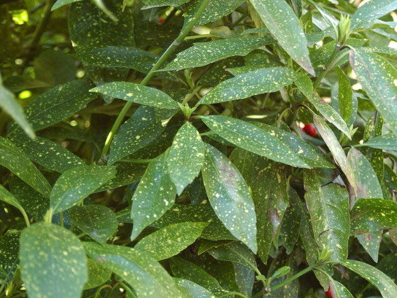 Aucuba japonica, Japanische Aukube