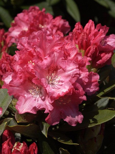 Rhododendron 'Tina Heinje'