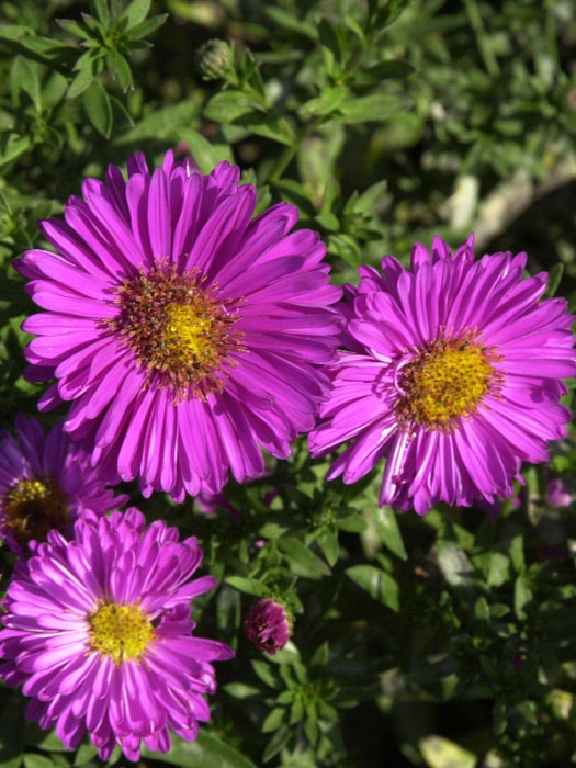 Aster dumosus 'Starlight', Kissen-Aster, Herbst-Aster