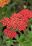 achillea-feuerland56d852571b87a