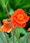 geum-werner-arends56d8511230626