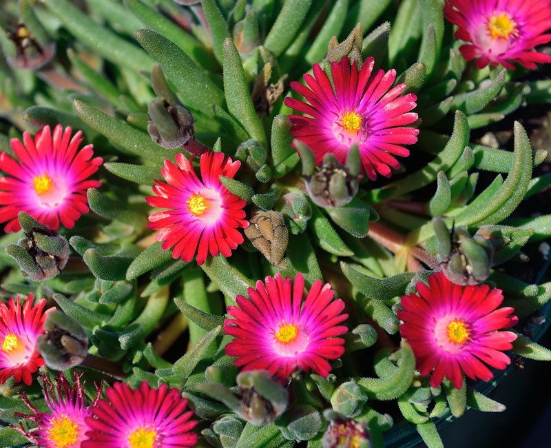 Delosperma Hybride 'Jewel of Desert Garnet', Mittagsblume