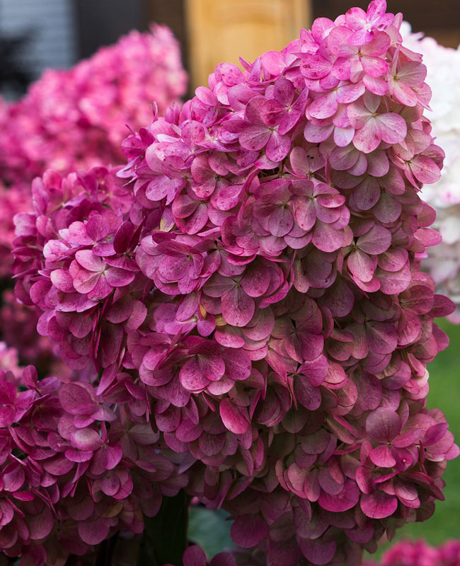 Hydrangea paniculata 'Wims Red', Rispenhortensie