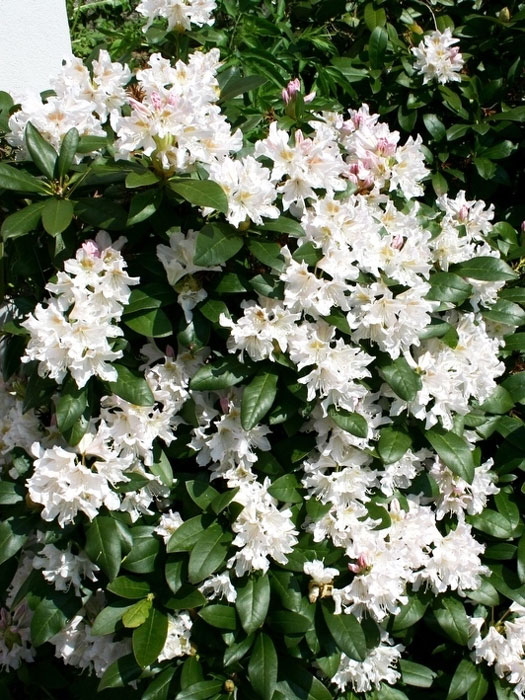 Rhododendron 'Cunningham's White'