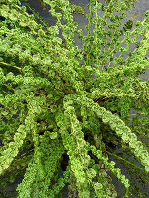 Athyrium filix-femina 'Frizelliae', Wendeltreppen-Frauenfarn