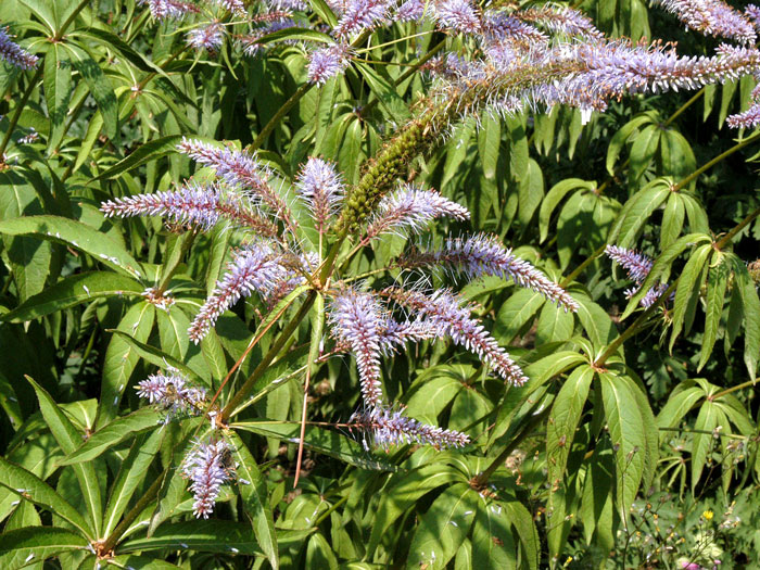 Veronicastrum virginicum, Kandelaber-Ehrenpreis