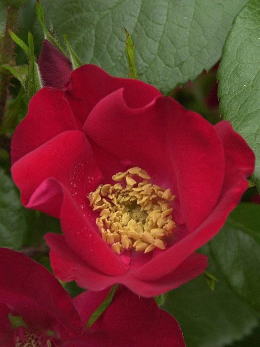 Rose Robusta