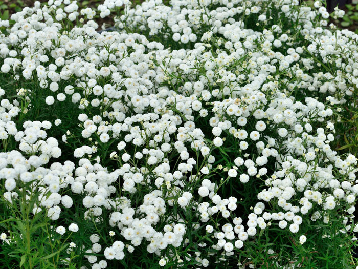 Achillea ptarmica 'The Pearl' (Syn.'Schneeball', 'die Perle'), Sumpfschafgarbe, gefüllte Bertramsgarbe