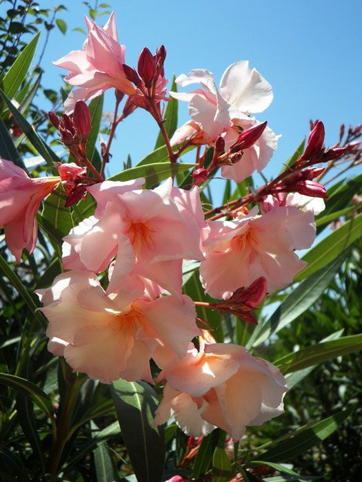 Nerium oleander, Oleander