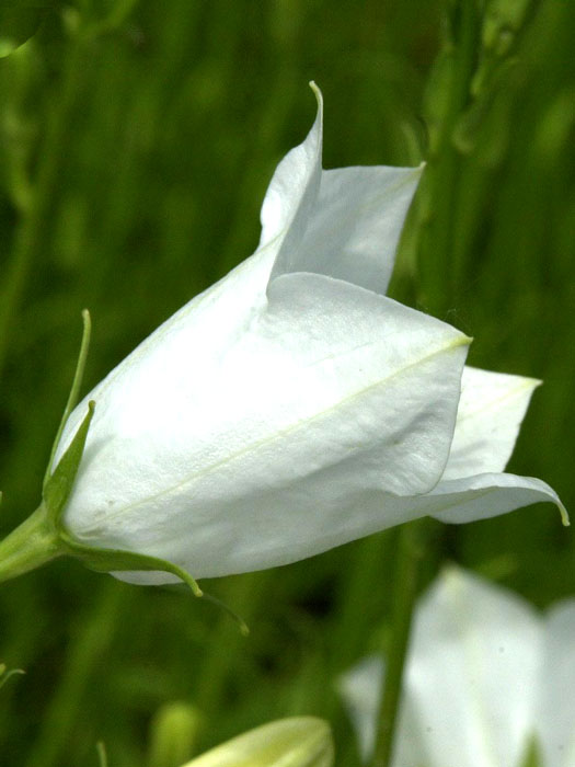 Campanula persicifolia 'Grandiflora Alba', Pfirsichblättrige Glockenblume