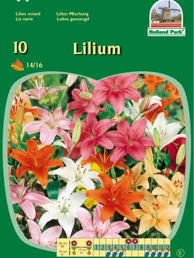 Asiatische Lilien-Hybriden, Mischung, Lilium (Art.Nr. 522394)