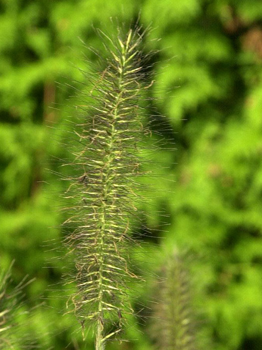 Pennisetum alopecuroides 'Hameln' (M), Niedriges Lampenputzergras, Federborstengras