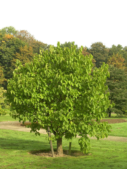 Morus nigra, schwarze Maulbeer