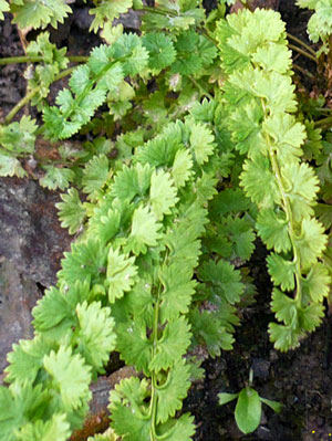 Athyrium filix-femina 'Frizelliae', Wendeltreppen-Frauenfarn