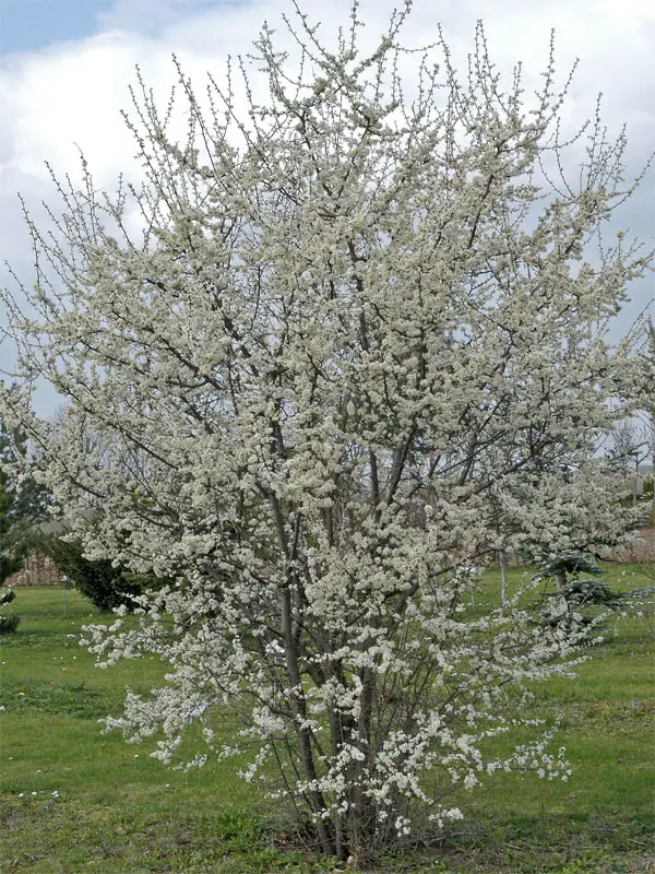 Strauch eines Prunus spinosa  in voller Bluete