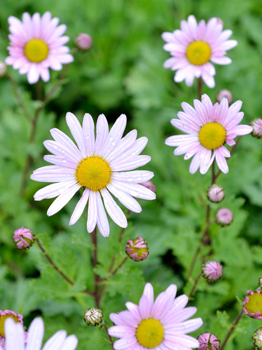 Dendranthema arcticum 'Roseum' Grönlandmargerite, Arcanthemum