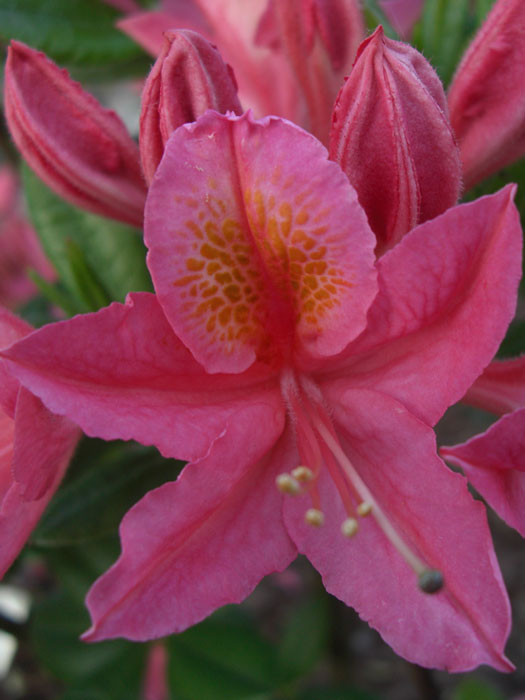 Rhododendron luteum 'Jolie Madame', sommergrüne japanische Gartenazalee