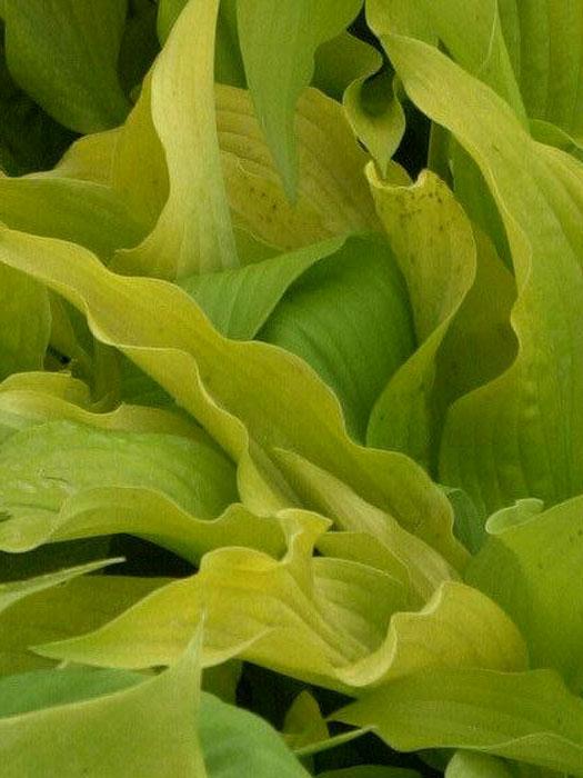 Hosta plantaginea 'Sun Power', Lilien-Funkie, Herzblatt-Lilie