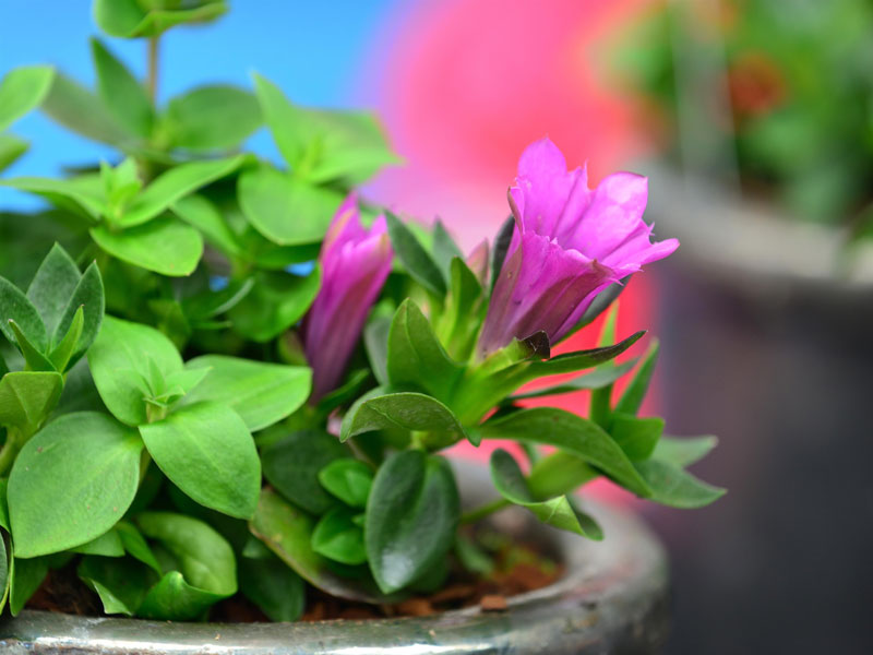 Gentiana makinoi 'Little Pinkie', Japanischer Enzian