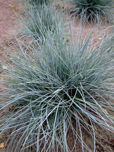 Festuca cinerea 'Glaucantha' (M), Blau-Schwingel