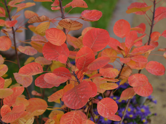 Rote Herbstfärbung des Perrückenstrauchs 'Golden Spirit'