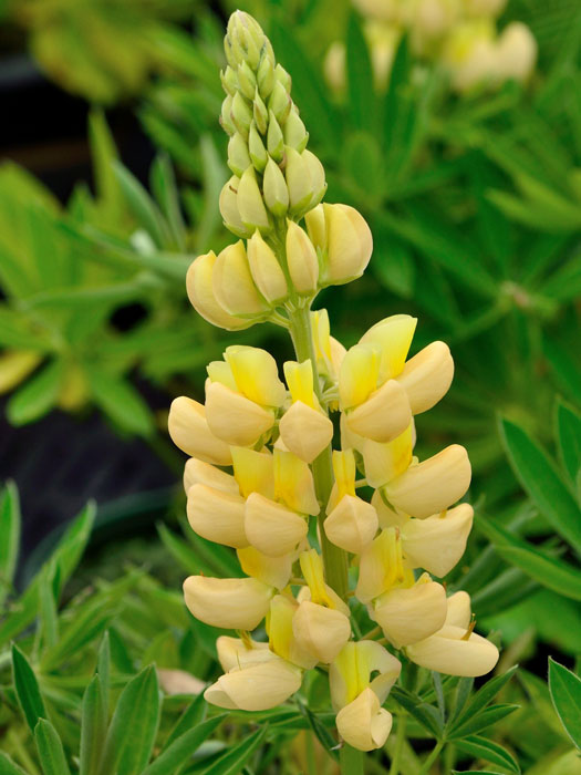 Lupinus nanus 'Gallery Yellow Shades', Lupine, Wolfsbohne