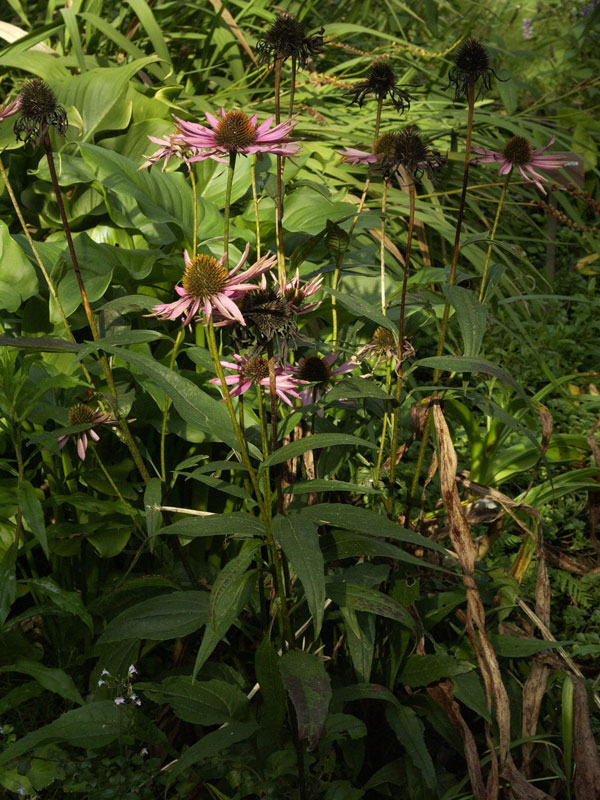 Echinacea purpurea 'Pica Bella', Scheinsonnenhut