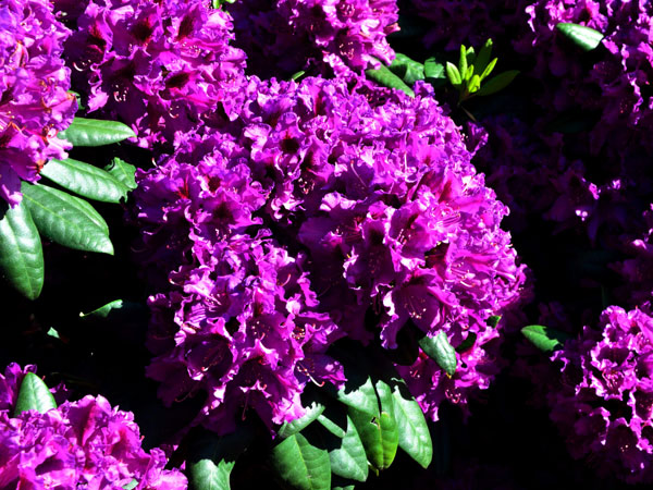 Rhododendron 'Azurro'