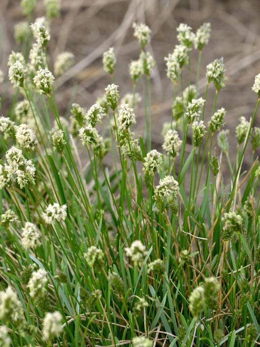 Sesleria caerulea, Moor-Kopfgras, Silber-Kopfgras, Blaugras