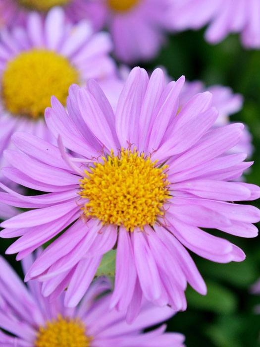 Aster alpinus 'Happy End' (M), Alpen-Aster, Frühjahrsaster