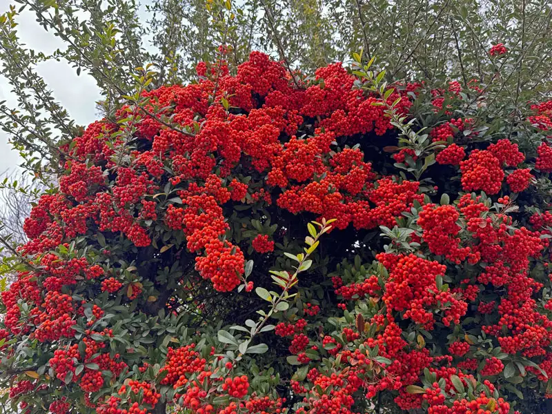 Strauch des Feuerdorns Red column mit imposantem Fruchtschmuck