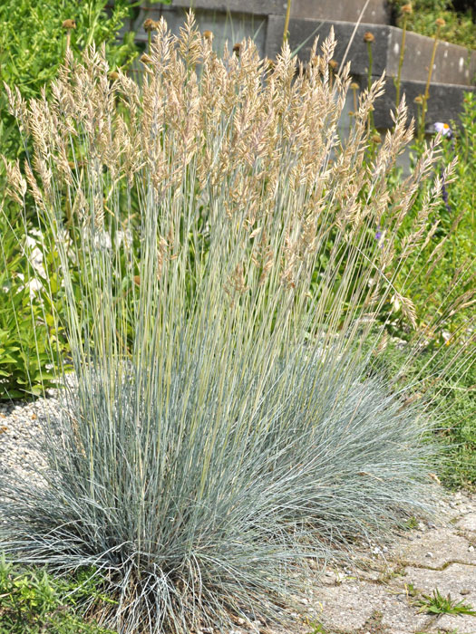 Festuca cinerea 'Elijah Blue' (M), Blau-Schwingel