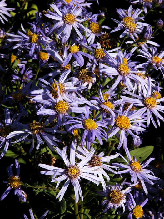 Aster frikartii 'Wunder von Stäfa', Berg-Aster, Sommer-Aster