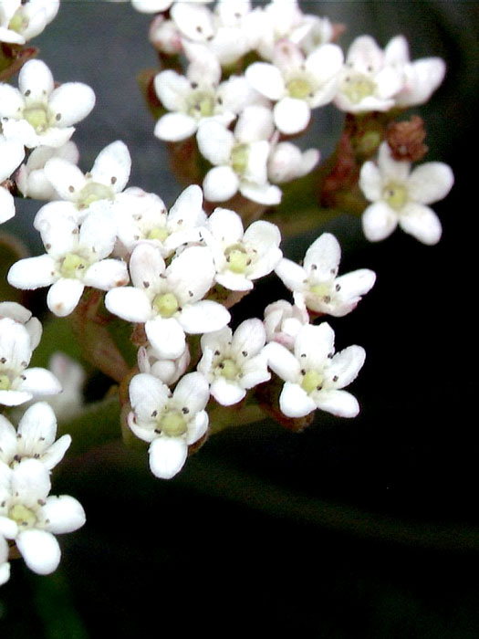 Kissenschneeball Blüte