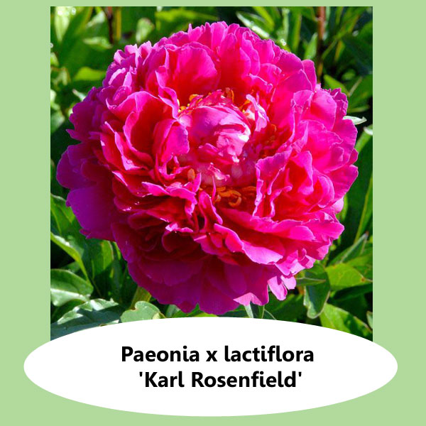 Paeonia Karl Rosenfield