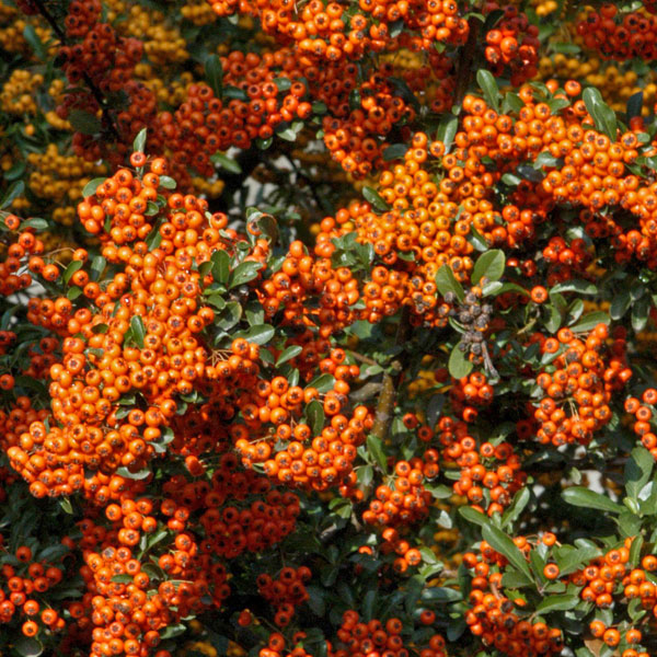 Portraetaufnahme Pyracantha Orange Charmer