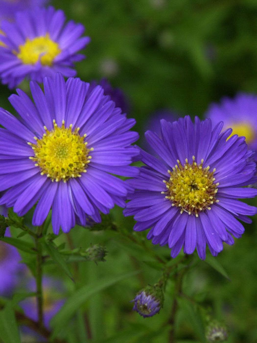 Aster novi-belgii 'Schöne von Dietlikon', Glattblatt-Aster