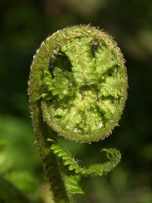 Dryopteris filix-mas, Wurmfarn