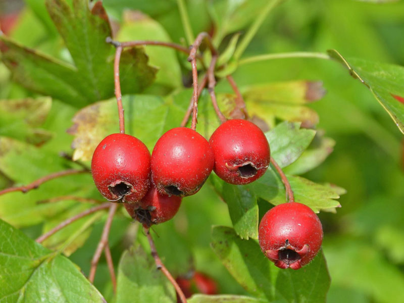 Beeren des Eingriffligen Weißdorns